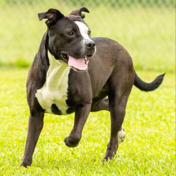 Rescue Mixed Breed Dogs for Adoption in Myrtle Beach, South Carolina - Tamera | PetCurious
