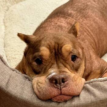 Butterscotch -  American Staffordshire Terrier and Staffordshire Bull Terrier Dog for Adoption in Montgomery, Texas - Butterscotch | PetCurious