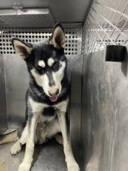 Leon -  Siberian Husky Dog for Adoption in Victorville, California - Leon | PetCurious