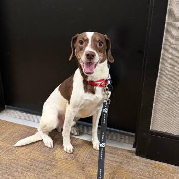 Brittany Spaniel and Mixed Breed Dogs Available for Adoption in New York, New York - Jaxson | PetCurious