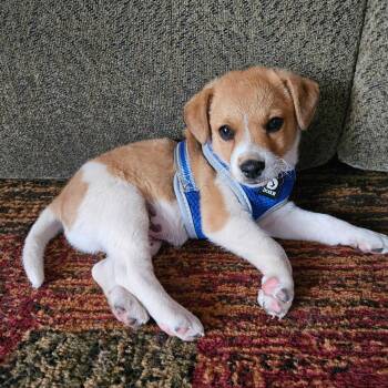 Terrier Dogs Available for Adoption in Plainfield, Illinois - Maverick | PetCurious