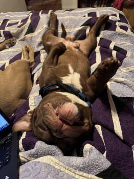 Rescue American Bulldog Dogs for Adoption in Polson, Montana - Chubbs | PetCurious