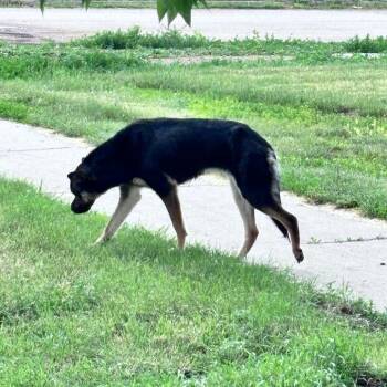 Quill -  Mixed Breed Dog for Adoption in Bismarck, North Dakota - Quill | PetCurious