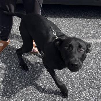 Ruffles -  Black Labrador Retriever Dog for Adoption in Lenoir, North Carolina - Ruffles | PetCurious