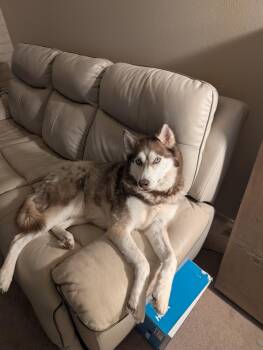 Siberian Husky Dogs Available for Adoption in Tucson, Arizona - Cassmir | PetCurious