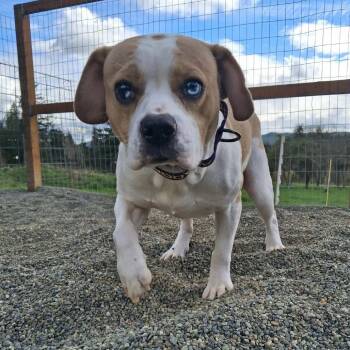Beagle and Pug Dogs Available for Adoption in Oakville, Washington - Bingo | PetCurious