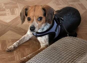 Beagle Dogs Available for Adoption in Dunnellon, Florida - Bitty | PetCurious