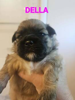 Minnie Puppy 3 - DELLA -  Shih Tzu Dog for Adoption - Minnie Puppy 3 - DELLA | PetCurious
