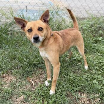 Zig-A-Rella -  Terrier and Chihuahua Dog for Adoption in Carencro, Louisiana - Zig-A-Rella | PetCurious