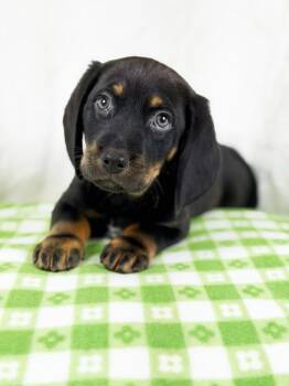 Beagle and Labrador Retriever Dogs Available for Adoption in Savage, Minnesota - Spring Litter - Bud | PetCurious