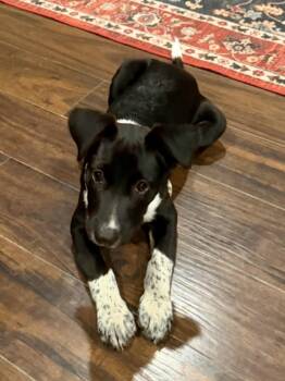 PABLO -  Border Collie and Mixed Breed Dog for Adoption in Houston, Texas - PABLO | PetCurious