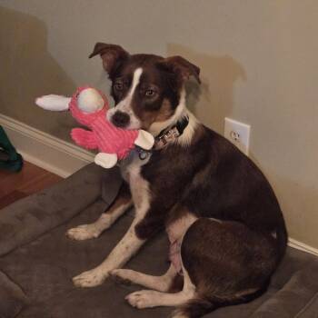 Australian Shepherd and Mixed Breed Dogs Available for Adoption - Copper | PetCurious