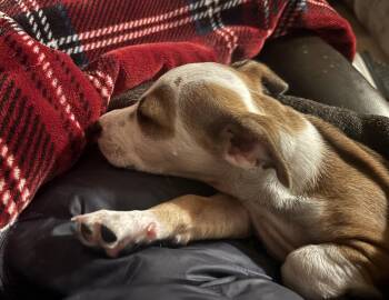 Terrier Dogs Available for Adoption in Davis, California - Cora | PetCurious