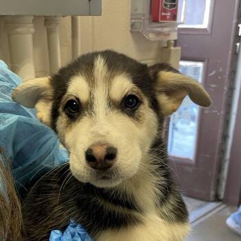 Nieves -  Husky Dog for Adoption in San Antonio, Texas - Nieves | PetCurious
