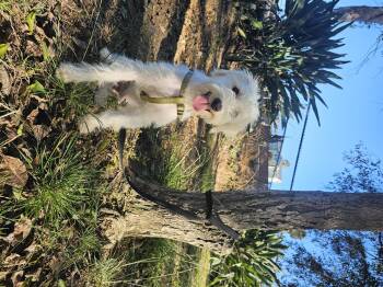 Rescue Maltese Dogs for Adoption in Imperial Beach, California - Charlie Brown | PetCurious