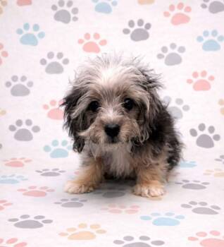 Mixed Breed Dogs Available for Adoption - Blaze | PetCurious