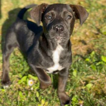 Mixed Breed Dogs Available for Adoption in Mentor, Ohio - Tutti Fruitti | PetCurious