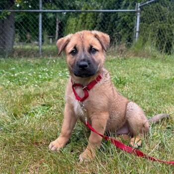 Bluebeard -  Shepherd and Mixed Breed Dog for Adoption in Tacoma, Washington - Bluebeard | PetCurious