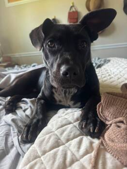 Hannah -  Labrador Retriever and American Staffordshire Terrier Dog for Adoption in St. Peters, Missouri - Hannah | PetCurious