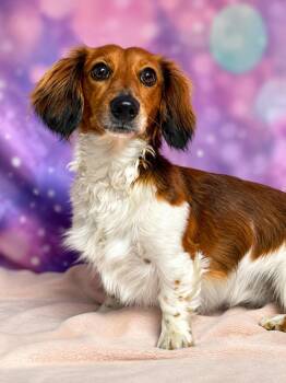 Ruger -  Dachshund Dog for Adoption in Littleton, Colorado - Ruger | PetCurious