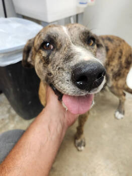 Rescue Labrador Retriever and Mixed Breed Dogs for Adoption in Lockhart, Texas - Neo | PetCurious