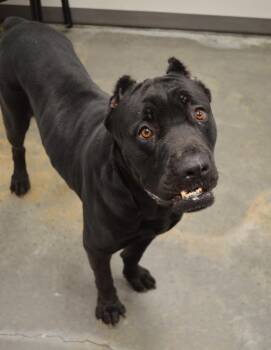 Adios -  Cane Corso Dog for Adoption in Gulfport, Mississippi - Adios | PetCurious