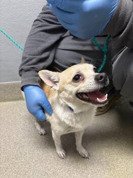 Chihuahua and Mixed Breed Dogs Available for Adoption - SIR ULRICH | PetCurious
