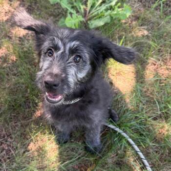 Pippa -  Irish Wolfhound Dog for Adoption - Pippa | PetCurious