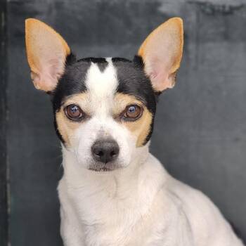 Chihuahua and Mixed Breed Dogs Available for Adoption - Paco | PetCurious
