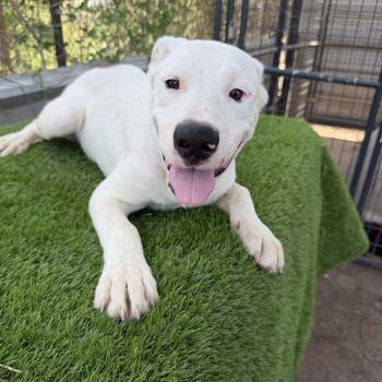Twix -  Dogo Argentino Dog for Adoption in Harlingen, Texas - Twix | PetCurious