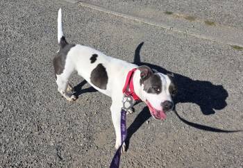 Rescue American Staffordshire Terrier Dogs for Adoption in Yreka, California - Maddy | PetCurious