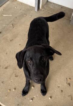 Labrador Retriever Dogs Available for Adoption in Sterling, Massachusetts - Chango 5 Months Male AVAILABLE 4/29 | PetCurious