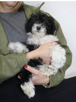 Sadie -  Aussiedoodle Dog for Adoption in Semmes, Alabama - Sadie | PetCurious