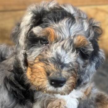 ALPINE -  Bernadoodle Dog for Adoption in Ashland, Ohio - ALPINE | PetCurious