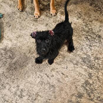Tiffany -  Terrier Dog for Adoption in Uxbridge, Massachusetts - Tiffany | PetCurious