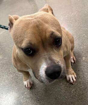 Rescue Pit Bull Terrier and Mixed Breed Dogs for Adoption in Greenfield, Indiana - Custard | PetCurious