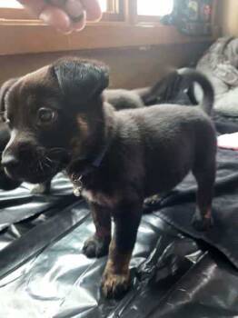 Rescue Mixed Breed Dogs for Adoption in Twinsburg, Ohio - Rubble | PetCurious