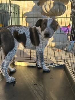 Rescue Cattle Dog Dogs for Adoption in Fort Lupton, Colorado - Dyzio | PetCurious
