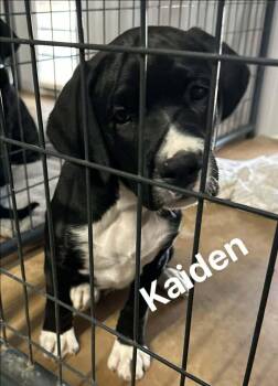 Labrador Retriever and Boxer Dogs Available for Adoption in Saugus, Massachusetts - Kaiden | PetCurious