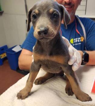 Smokey -  Doberman Pinscher Dog for Adoption in Oakland, California - Smokey | PetCurious