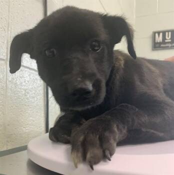 Labrador Retriever and Mixed Breed Dogs Available for Adoption - APONI | PetCurious