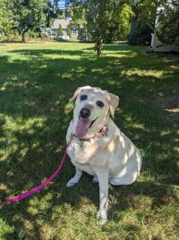 Ginger -  Labrador Retriever Dog for Adoption in Worcester, Massachusetts - Ginger | PetCurious