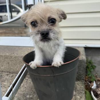 Chihuahua and Pug Dogs Available for Adoption in Russiaville, Indiana - Butters! Sweet Baby Boy!  | PetCurious