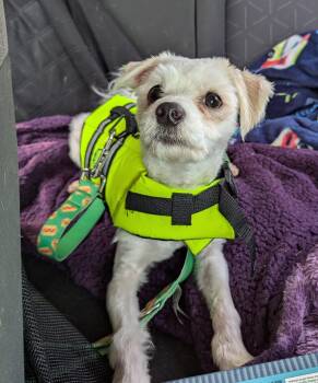 Rescue Maltese Dogs for Adoption in Boiling Springs, Pennsylvania - Yeti | PetCurious