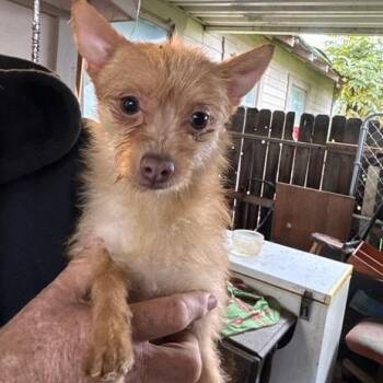 Chihuahua and Mixed Breed Dogs Available for Adoption - Little Lucy | PetCurious