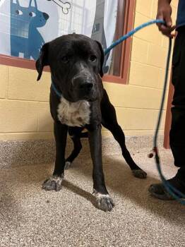 ROCKY -  Labrador Retriever and Mixed Breed Dog Available for Adoption in Blythe, California - ROCKY | PetCurious