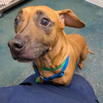 Honey -  Terrier Dog for Adoption in Chico, California - Honey | PetCurious