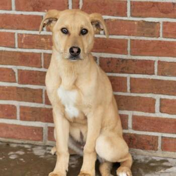 Mixed Breed Dogs Available for Adoption - Smiley | PetCurious
