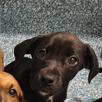 Apple Apple -  Mixed Breed Dog for Adoption in Greensboro, North Carolina - Apple Apple | PetCurious