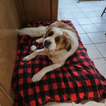 Dora -  Saint Bernard Dog for Adoption in Magnolia, Texas - Dora | PetCurious